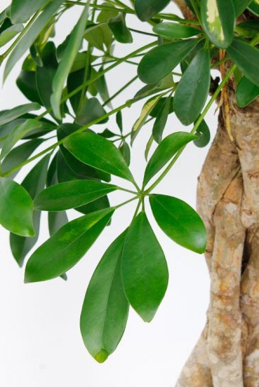 Schefflera Gold Capella