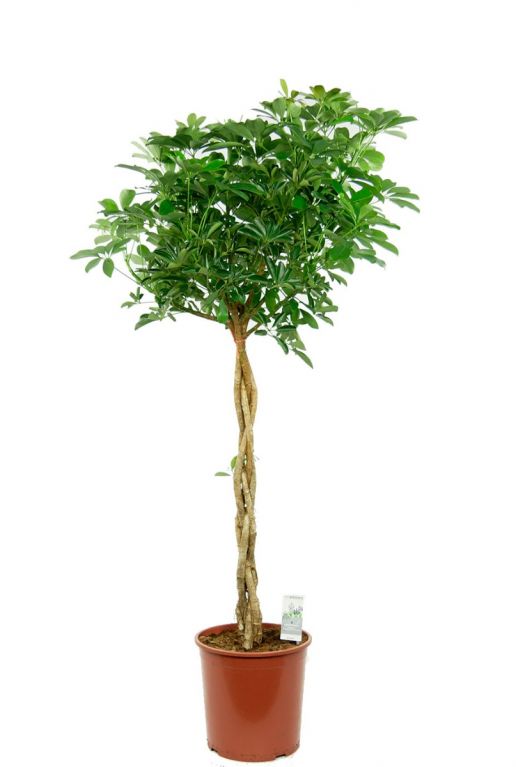 Schefflera 