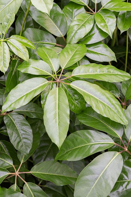 Schefflera amate blad 2