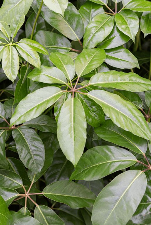 Schefflera amate blad 5