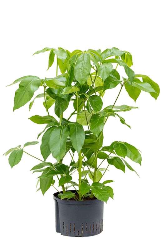 Schefflera amate hydro