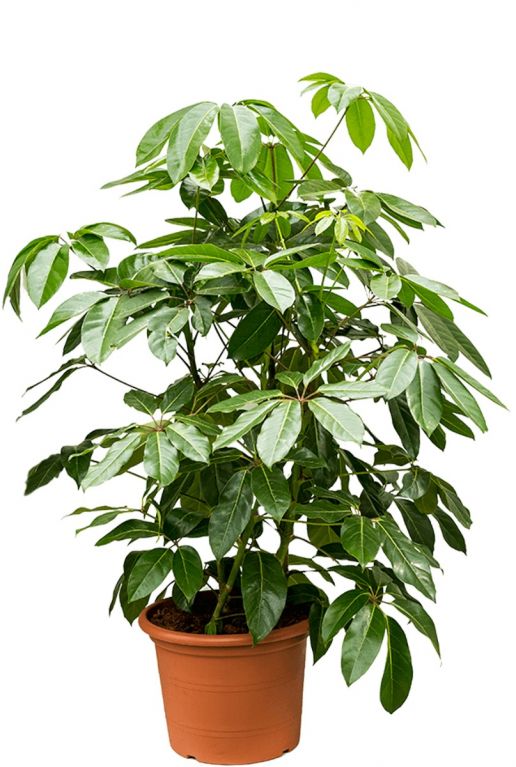 Schefflera amate kamerplant 1