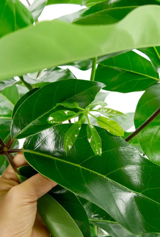 Schefflera amate klein blad