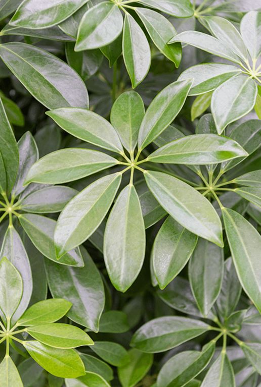 Schefflera arboricola blad 3