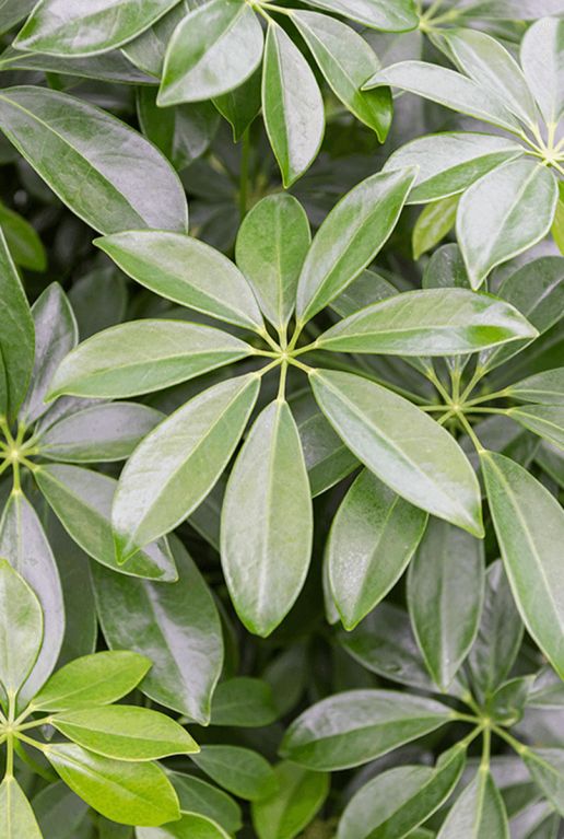 Schefflera arboricola blad 6