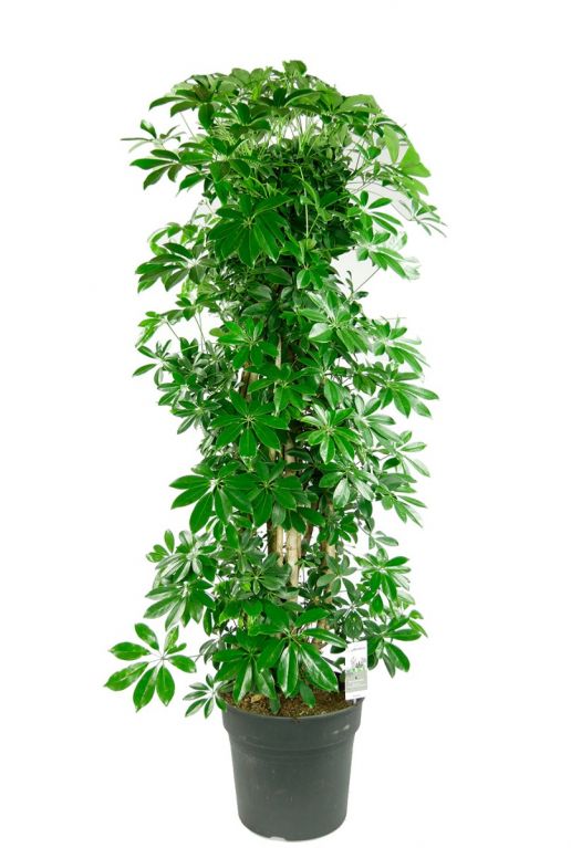 Schefflera arboricola compacta 1
