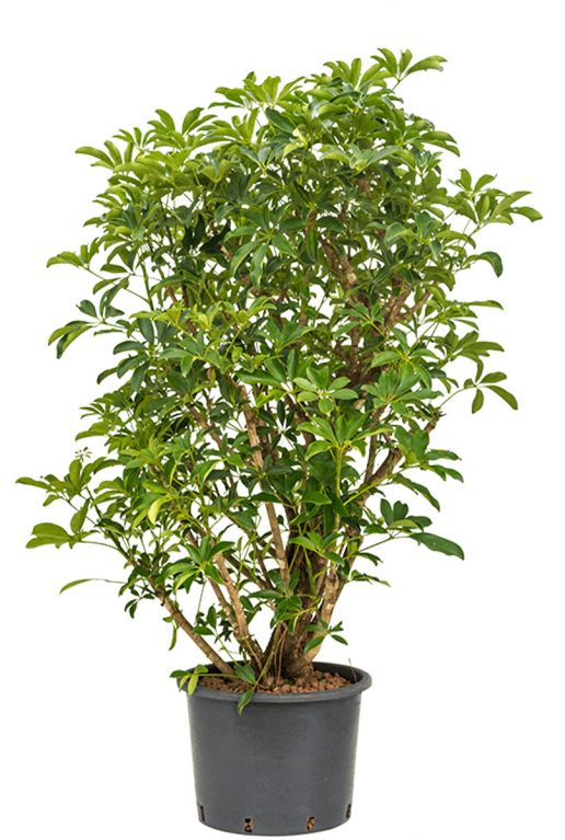 Schefflera arboricola compacta hydro