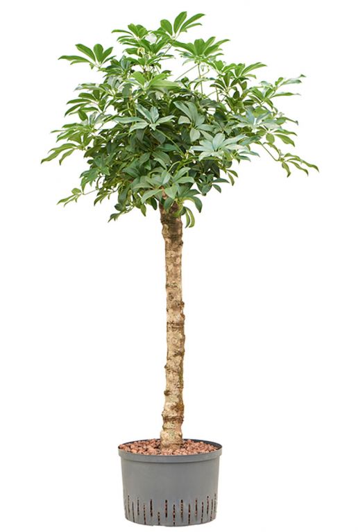 Schefflera arboricola compacta hydrocultuur