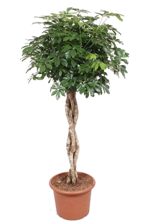 Schefflera arboricola gevlochten stam