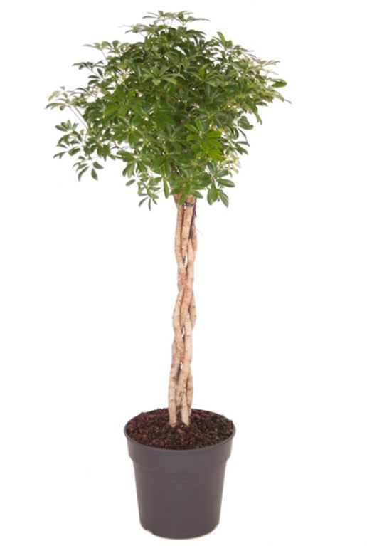 Schefflera arboricola luseana kamerplant