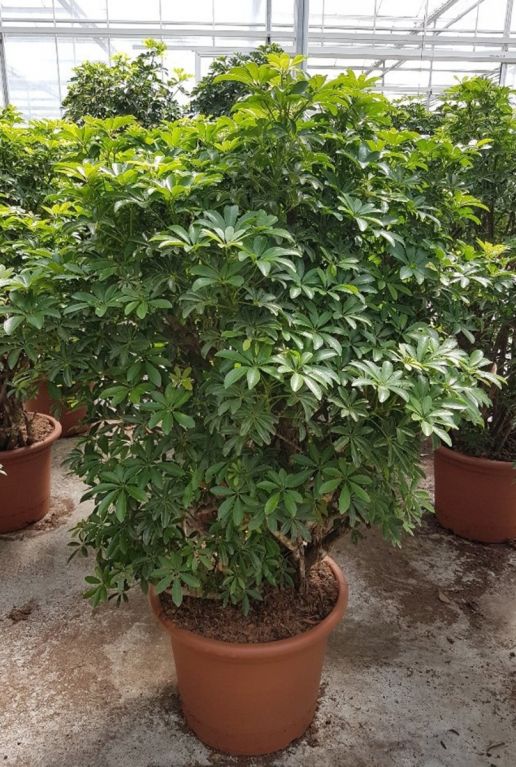 Schefflera arboricola luseana plant 1