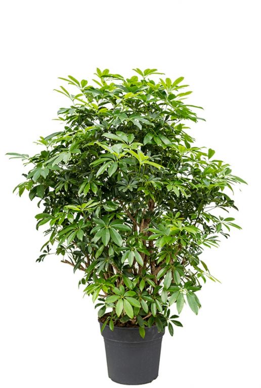 Schefflera arboricola plant 1