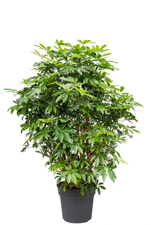 Schefflera arboricola plant 1