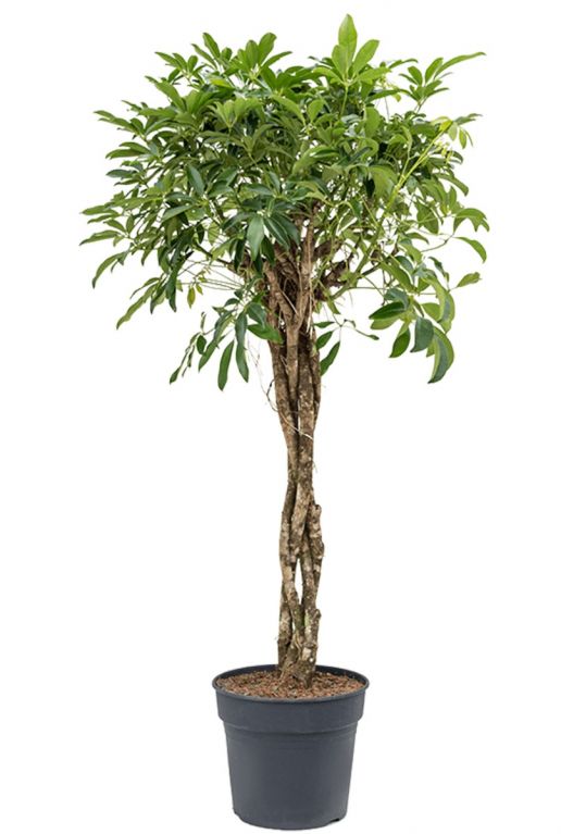Schefflera arboricola planten