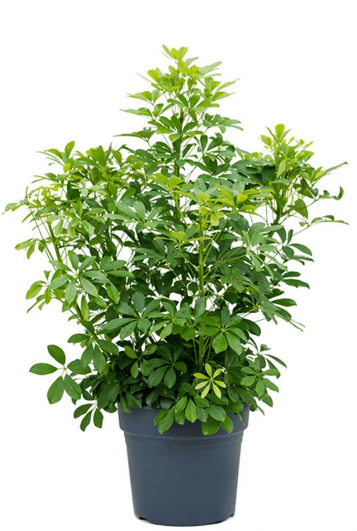Schefflera arboricola planten 1