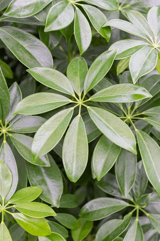 Schefflera blad 6