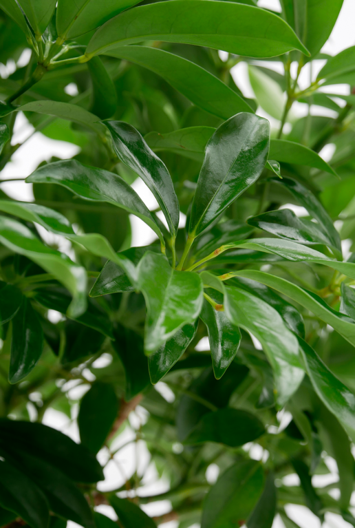 mooi groen blad kopen 32cm 