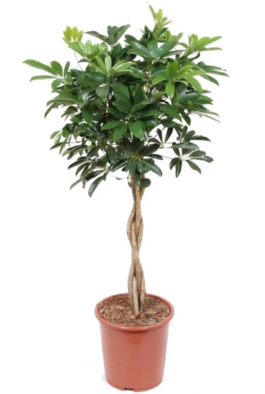 Schefflera gevlochten stam