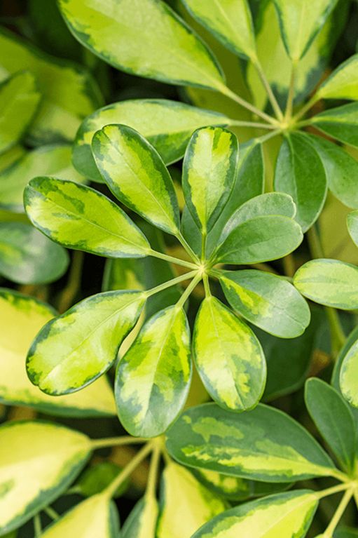 Schefflera gold capella blad 1