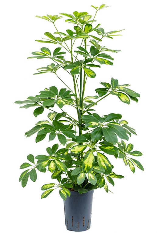 Schefflera gold capella hydro