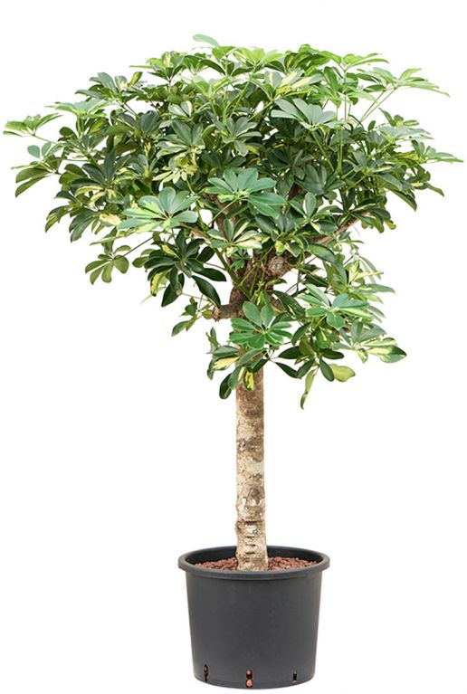 Schefflera gold capella hydroplanten