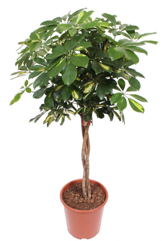 Schefflera gold capella kamerplant 3