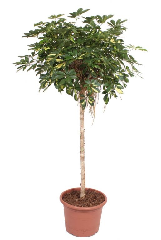Schefflera gold capella kamerplant 5