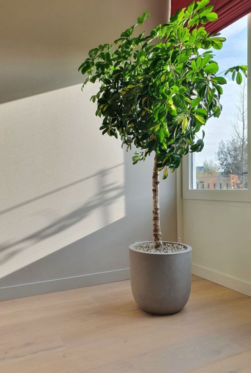 Schefflera gold capella plant 4
