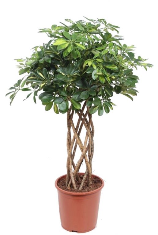 Schefflera gold capella plant gevlochten