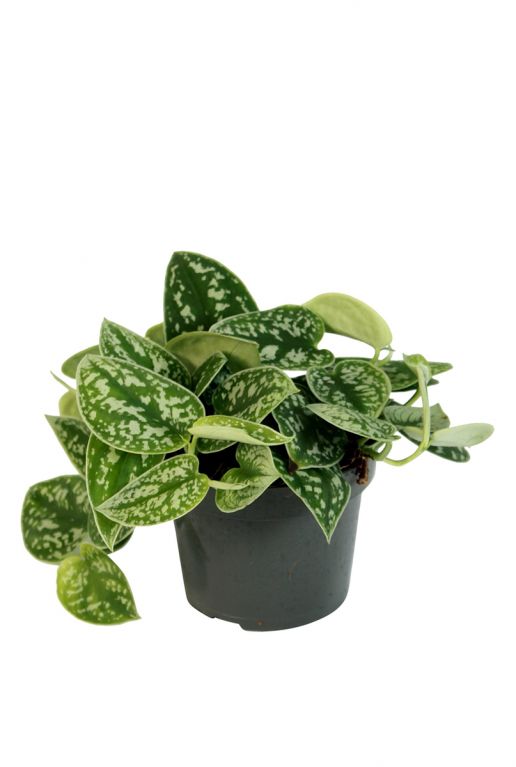Scindapsus pictus hangplantje 1