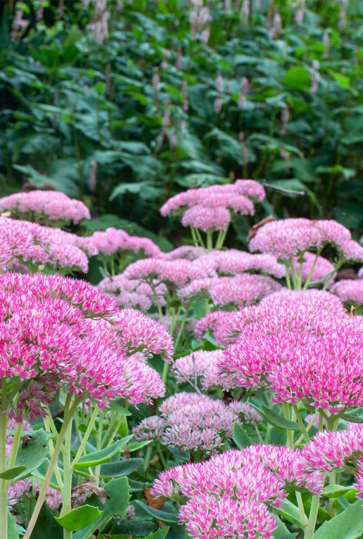 Sedum herbstfreude tuinplant