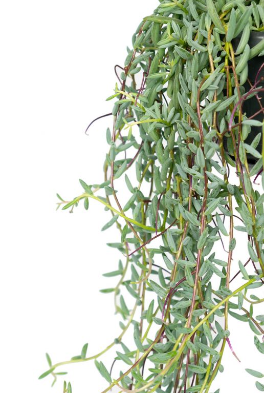 Senecio halianus plant