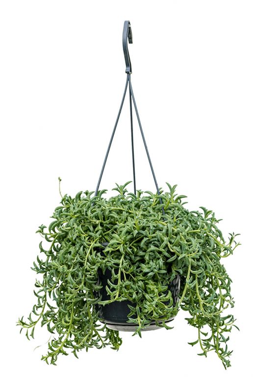 Senecio peregrinus