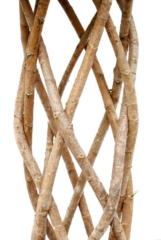 Gevlochten kokerstam van de Schefflera