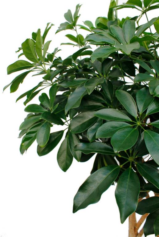 Groene vingersboom Schefflera 