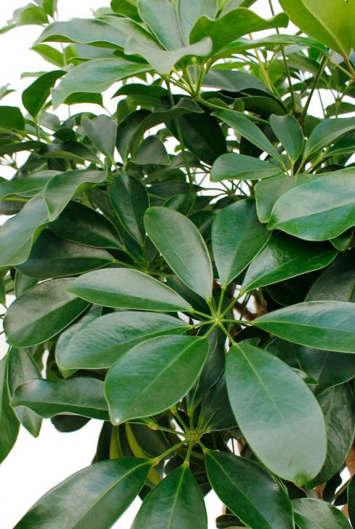 Groen vinger blad van de Schefflera