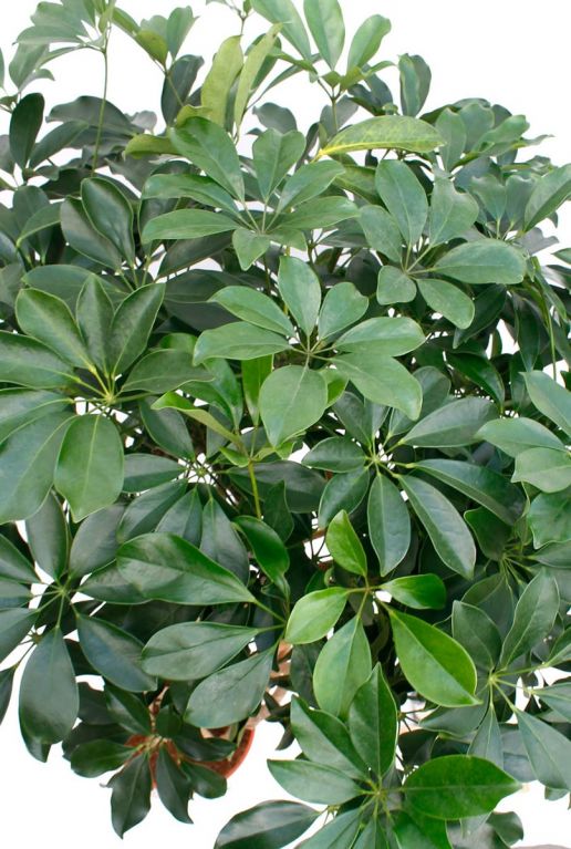 Bladeren ven de Schefflera kamerplant