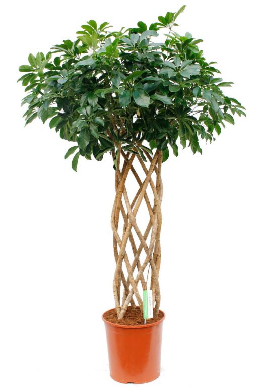 Mooie grote Schefflera met gevlochten kokerstam