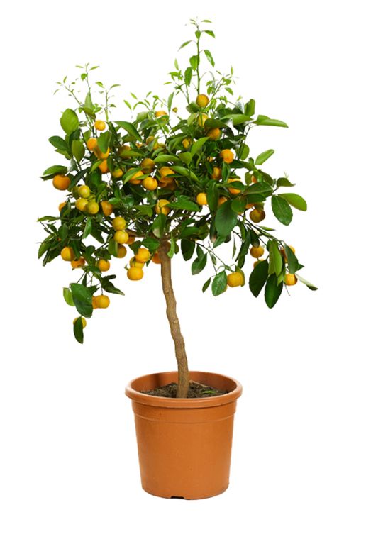 Sinaasappelboom citrus calamondin - tuinplant groot-2
