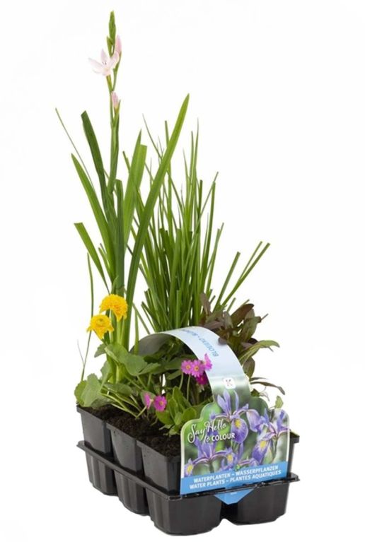 Sixpack van bloeiende waterplanten 1