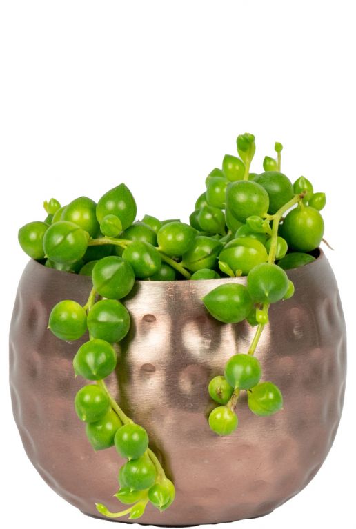 Smal-pot-with-plant
