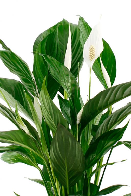 Spathiphyllium Lepelplant met frisgroene bladeren