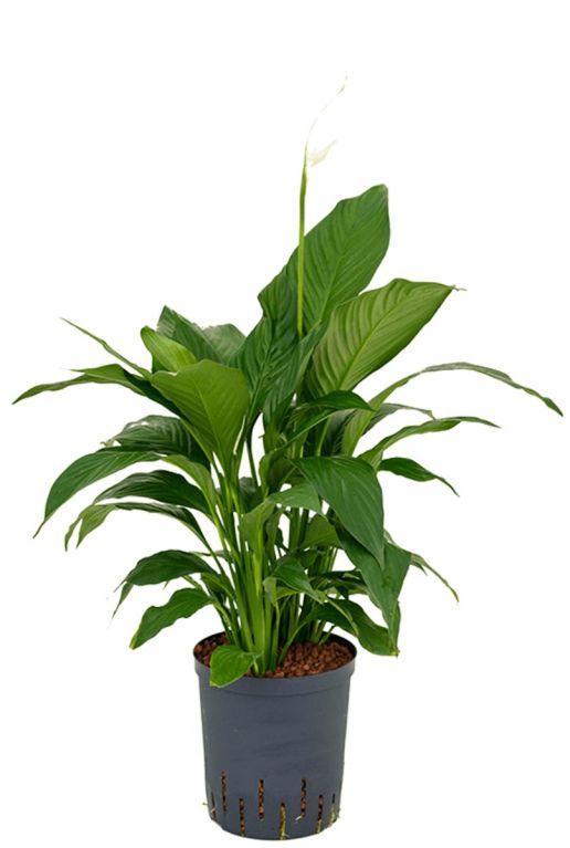 Spathiphyllum gokyo hydro plant