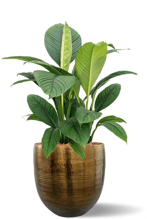 Spathiphyllum hydro in bloempot 1