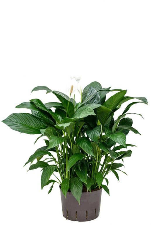Spathiphyllum hydrocultuur plant 1