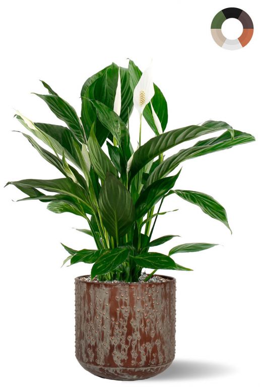 Spathiphyllum in bloempot 1