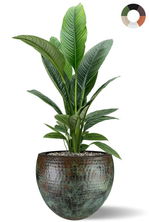 Spathiphyllum in luxe pot  1