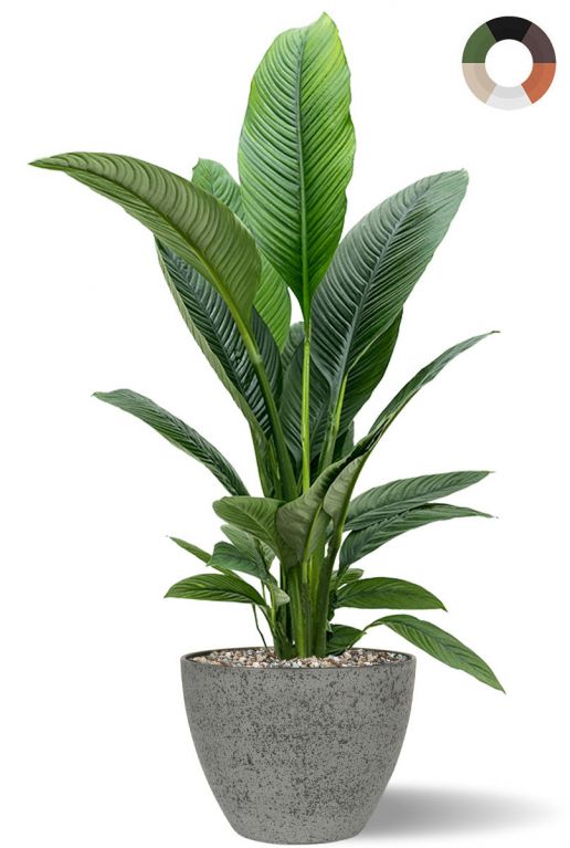 Spathiphyllum in pot 2