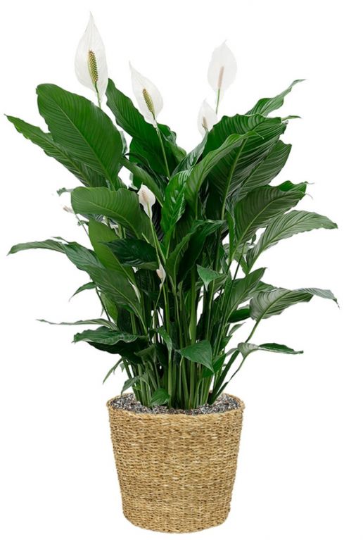 Spathiphyllum in zeegras mand