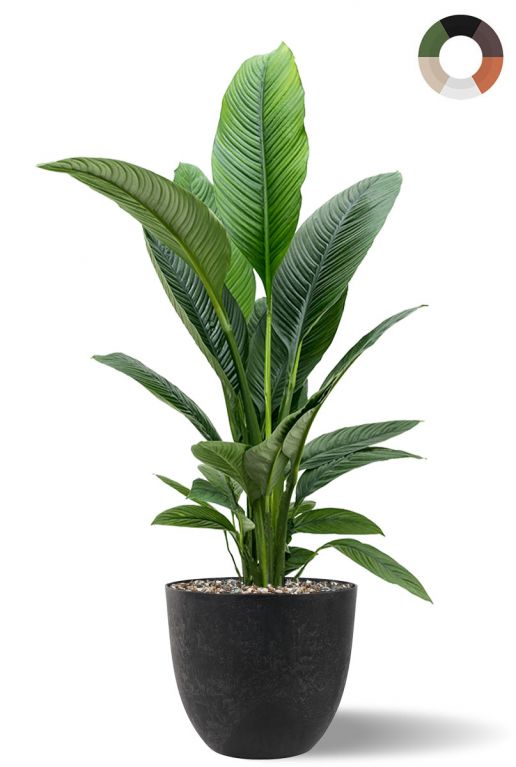 Spathiphyllum in zwarte bloempot